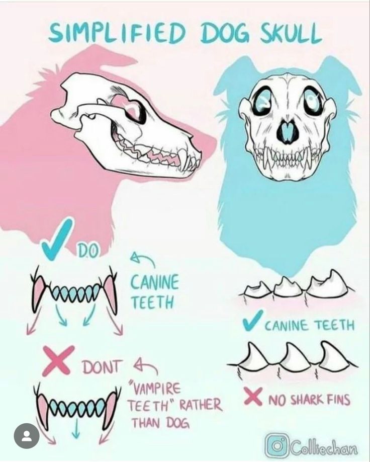 an image of a dog's teeth and mouth with instructions on how to use them