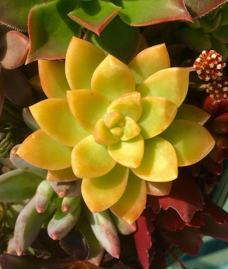 a close up of a plant with many leaves