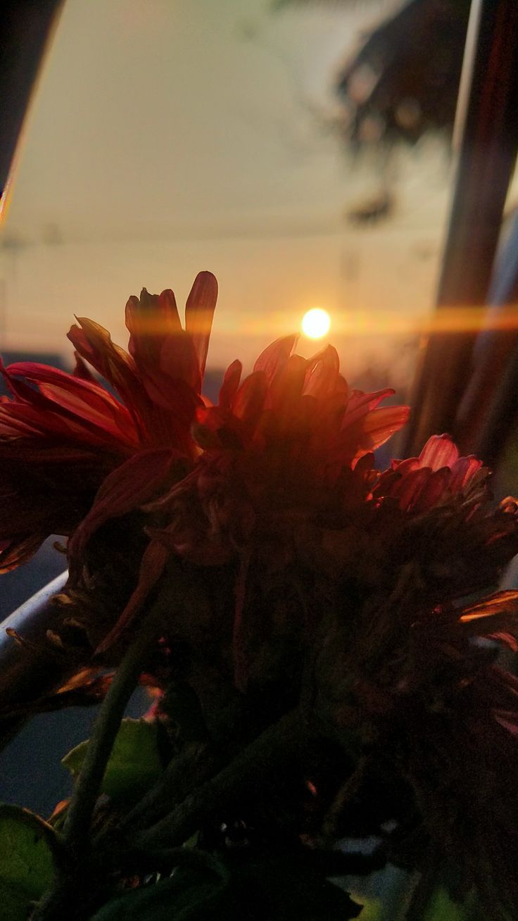 the sun is setting behind some flowers