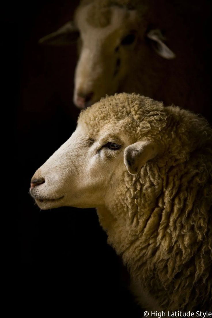 two sheep standing next to each other on a black background royalty images and clippings