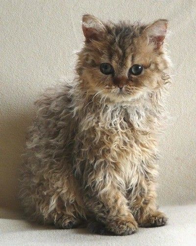 a fluffy little kitten sitting on top of a white floor next to a wall and looking at the camera