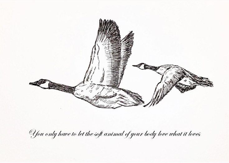 This is an A5 print of my original pen and ink drawing accompanied with a quote from Mary Oliver's poem, Wild Geese. The text reads 'You only have to let the soft animal of your body love what it loves' Wild Geese Poem Tattoo, Mary Oliver Tattoo Ideas, Wild Geese Mary Oliver Tattoo, Wild Geese Tattoo, Mary Oliver Tattoo, Mary Oliver Love, Geese Drawing, Tattoo Poem, Geese Tattoo