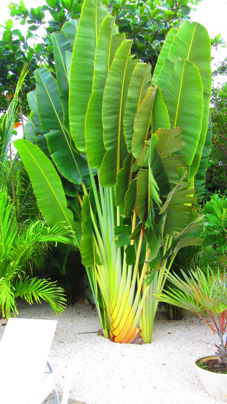 a large green plant with yellow flowers in the middle of it's garden area