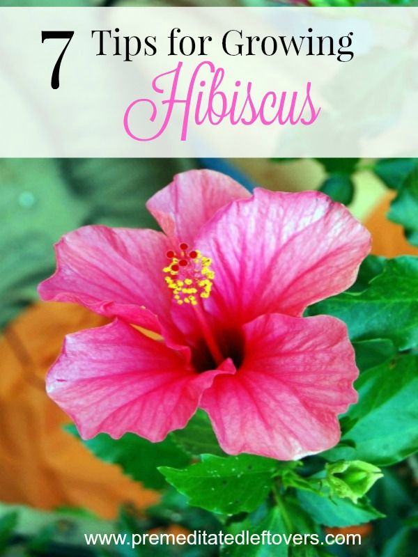 a pink flower with the words 7 tips for growing hibiscus