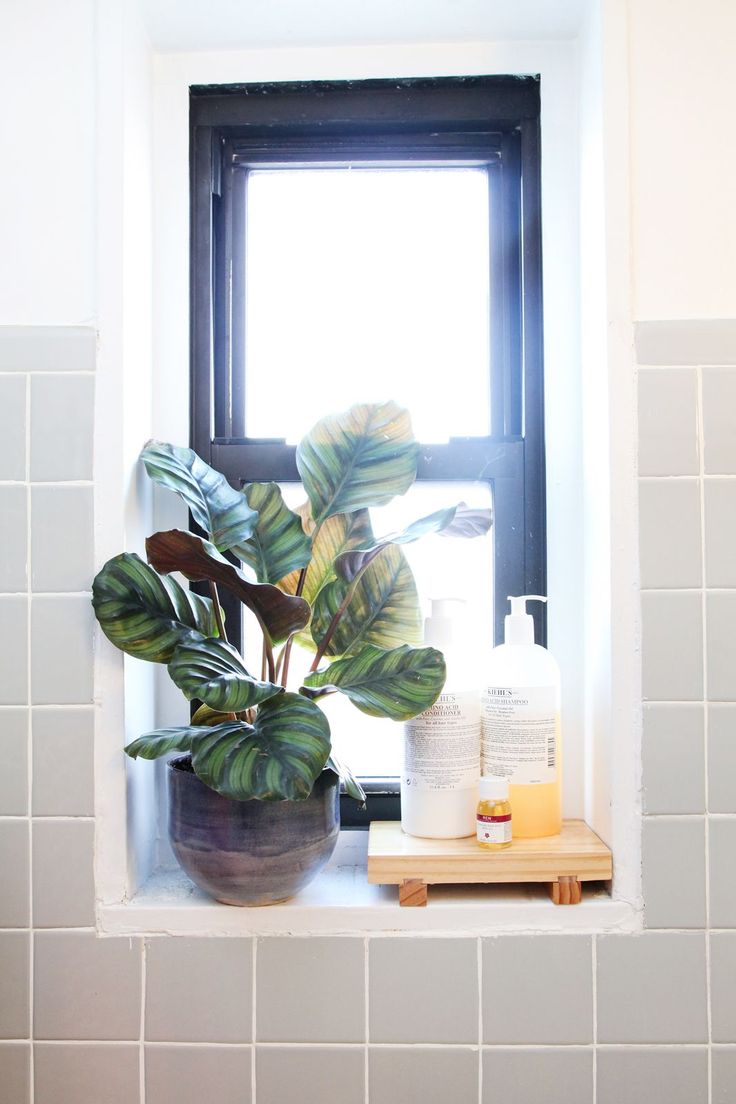 a potted plant sitting on top of a window sill next to a bathroom sink