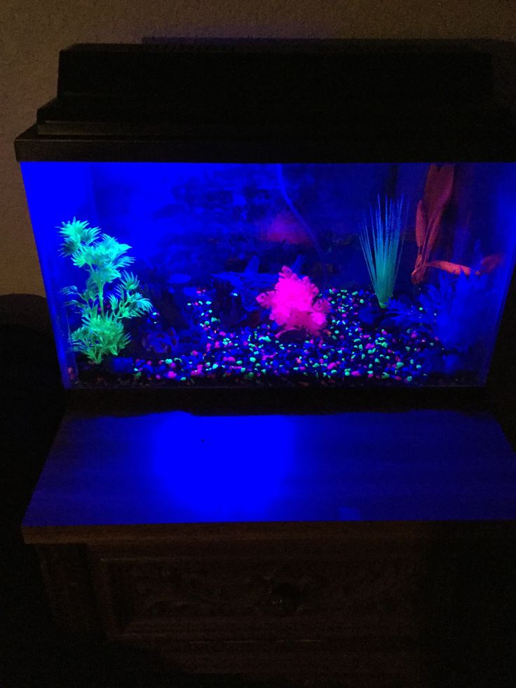 an aquarium is lit up in the dark with blue lights on it and some plants