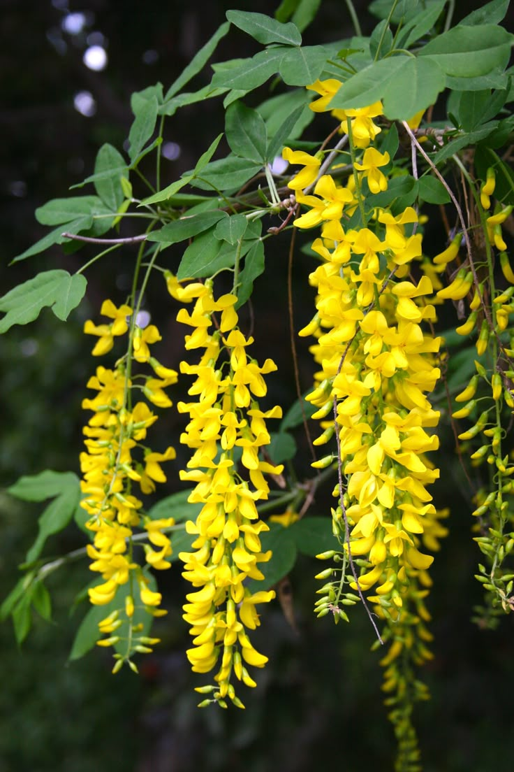 some yellow flowers hanging from a tree