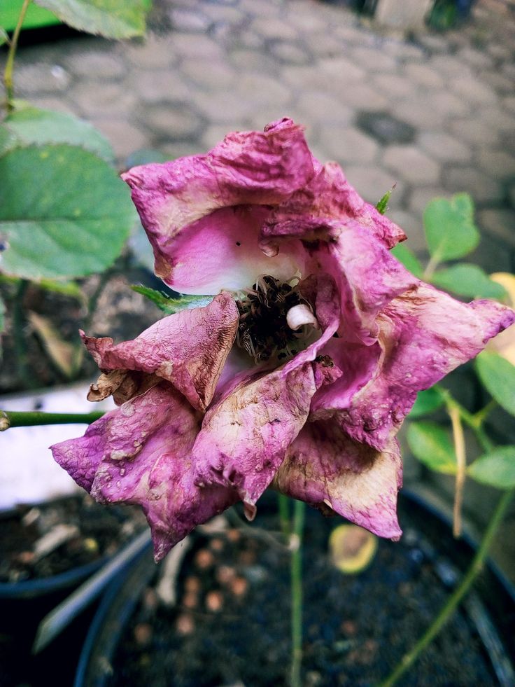 a purple flower that is blooming in a pot