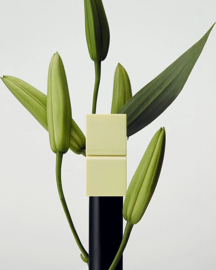 a plant with green leaves is shown in front of a white wall and black pole