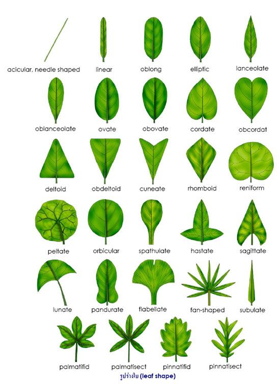 the different types and shapes of leaves