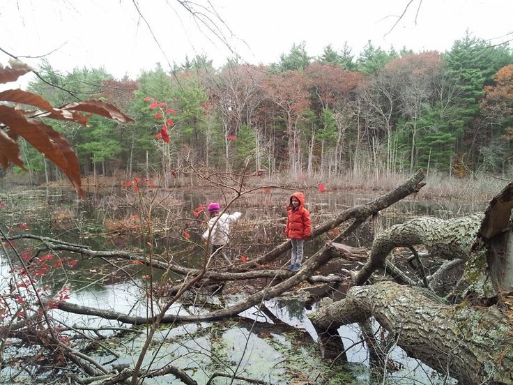 two children are standing on a fallen tree in the middle of a swampy area