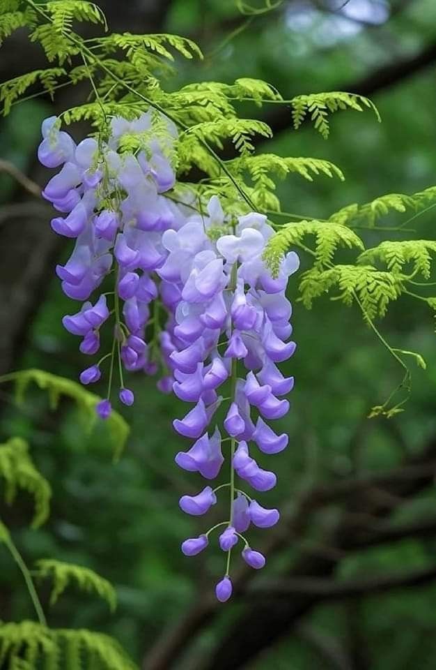 purple flowers hanging from a tree branch in front of some green leaves on the branches