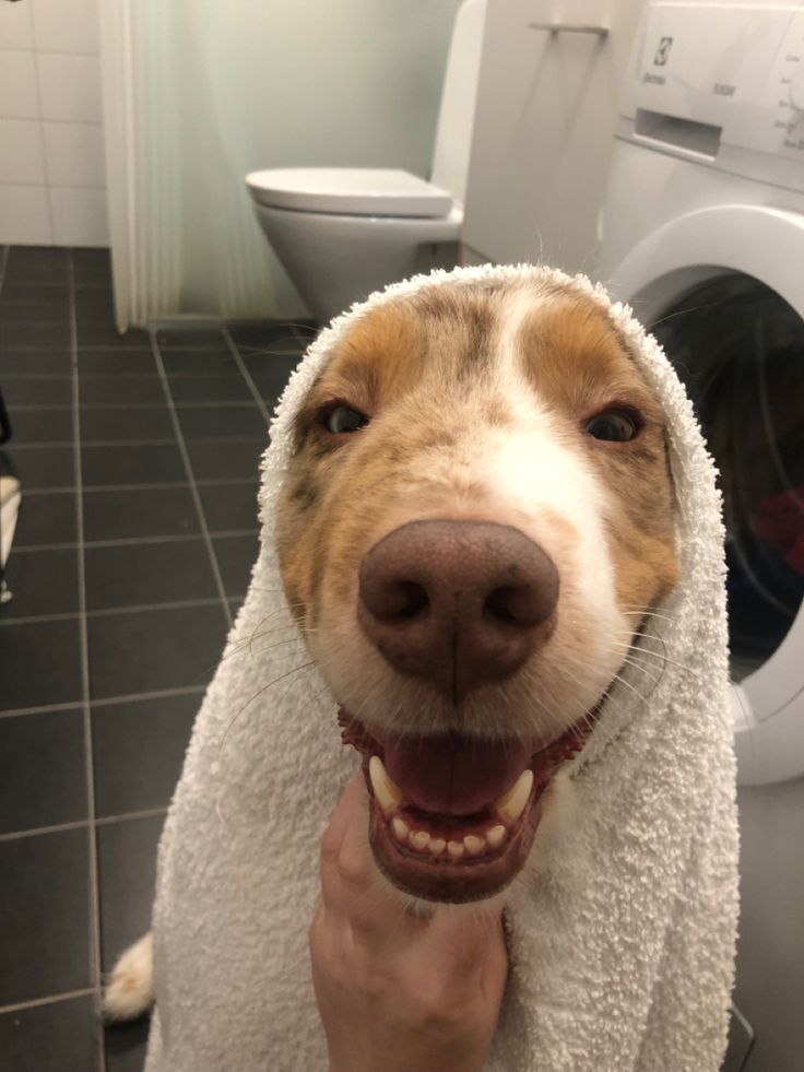 a brown and white dog is wrapped in a towel with his mouth open while standing next to a washer