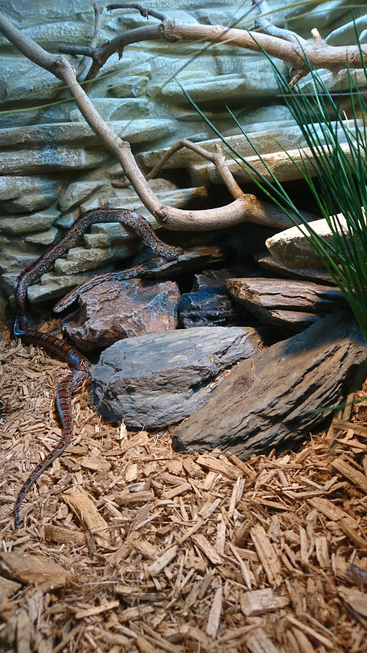 a spider crawling on some wood chips in front of a rock and tree branch wall