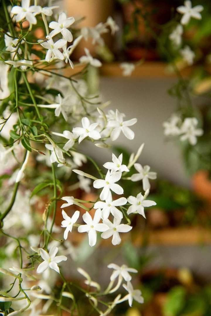 some white flowers are growing in a potted plant with other plants behind it on the shelf