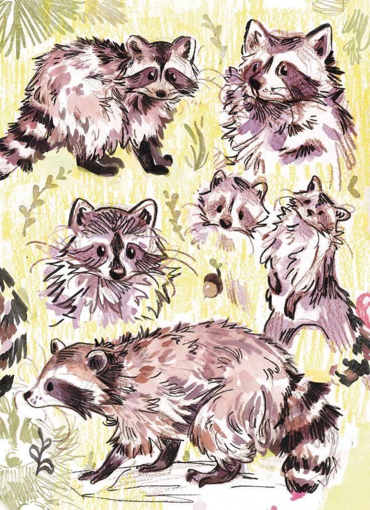 an image of raccoons in various poses on a yellow and green background with leaves