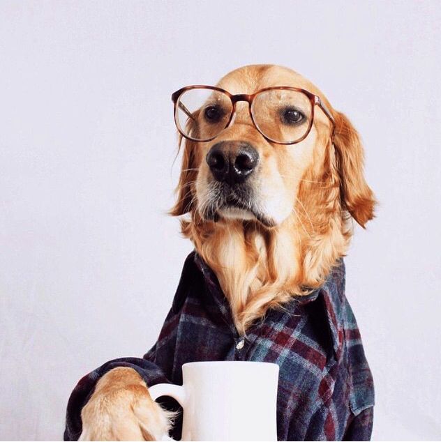 a dog wearing glasses and holding a coffee cup