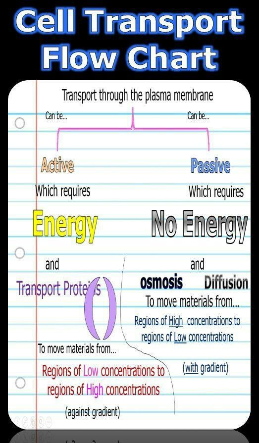 cell transport flow chart with the words energy, no energy and other things in it