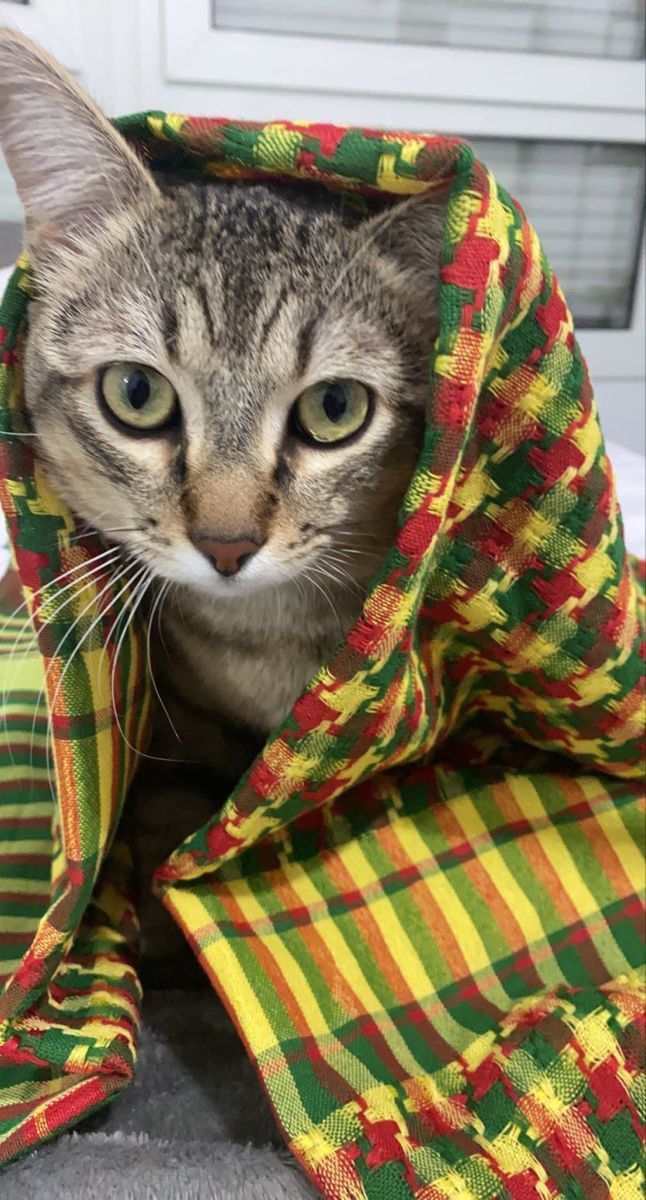 a cat hiding under a blanket on the floor