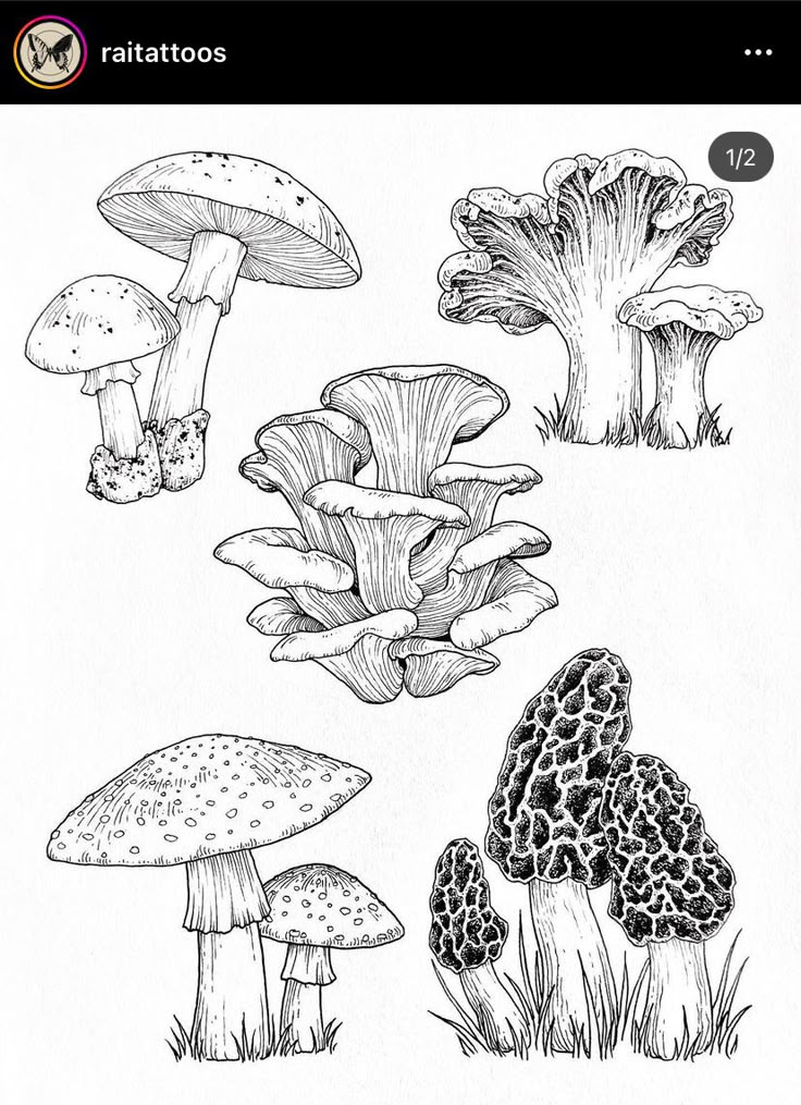 a drawing of different types of mushrooms