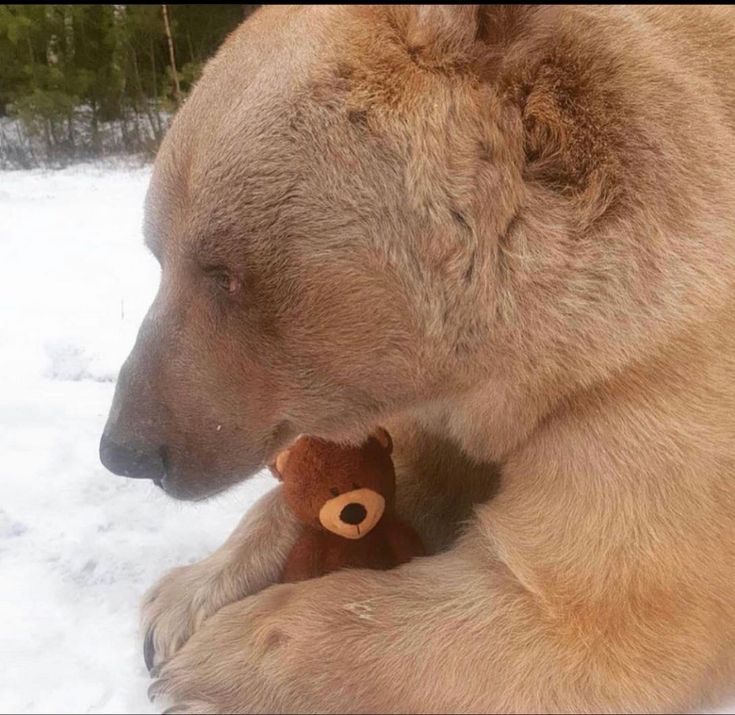 a large brown bear laying in the snow with a stuffed animal on it's back