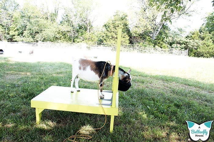 a goat standing on top of a yellow table