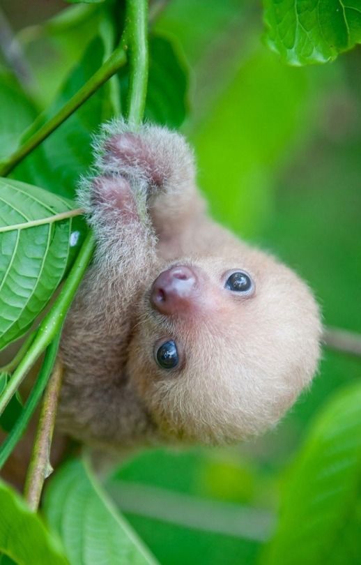 a baby sloth hanging upside down in a tree with its head sticking out and eyes wide open