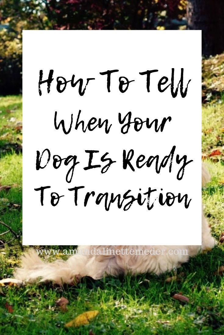 a white sign that says how to tell when your dog is ready to transition on the grass