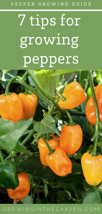 orange peppers growing in the garden with text overlay that reads 7 tips for growing peppers