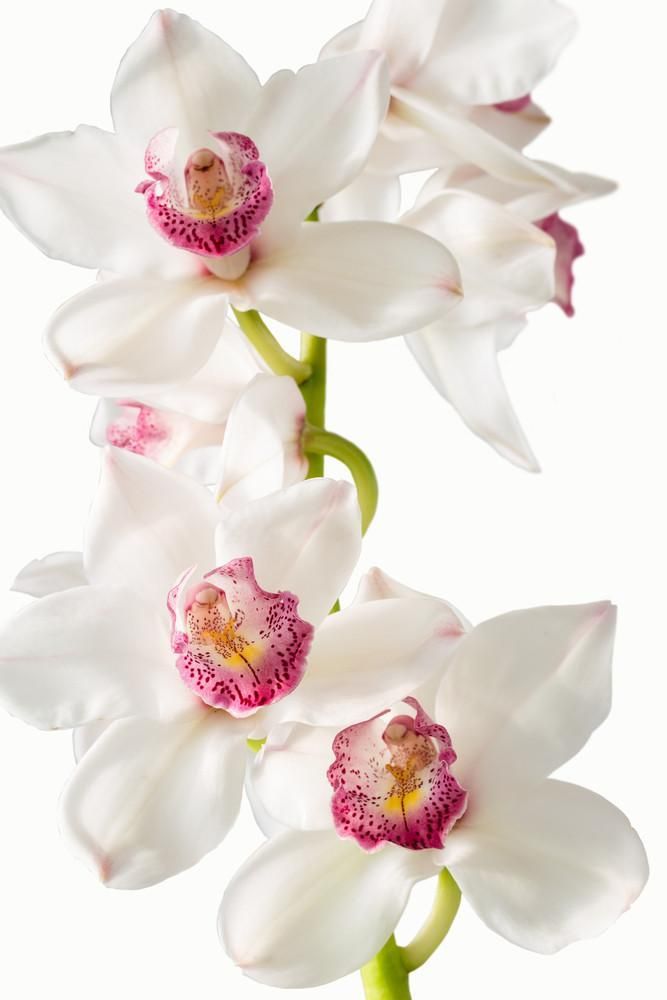 white and pink flowers are in a vase