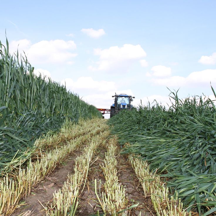 a tractor is driving through a corn field