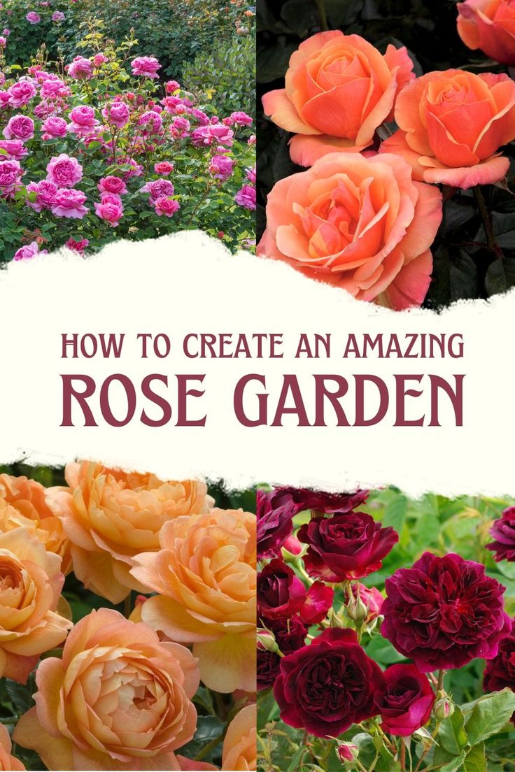 how to create an amazing rose garden with photos and text overlaying the image