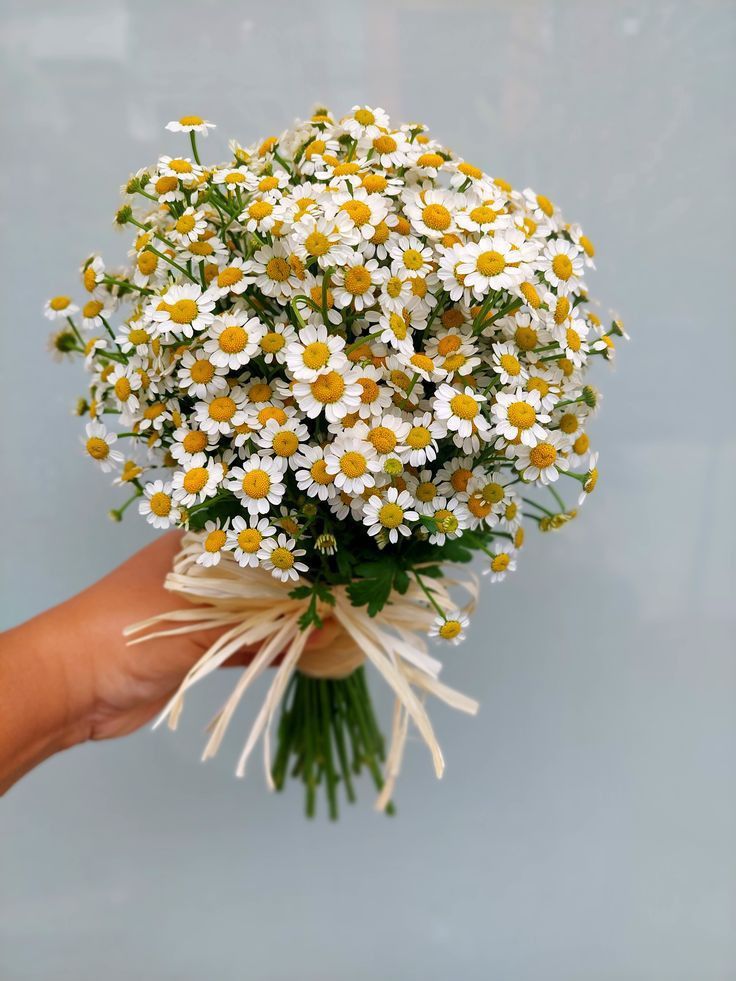 a bouquet of daisies in someone's hand