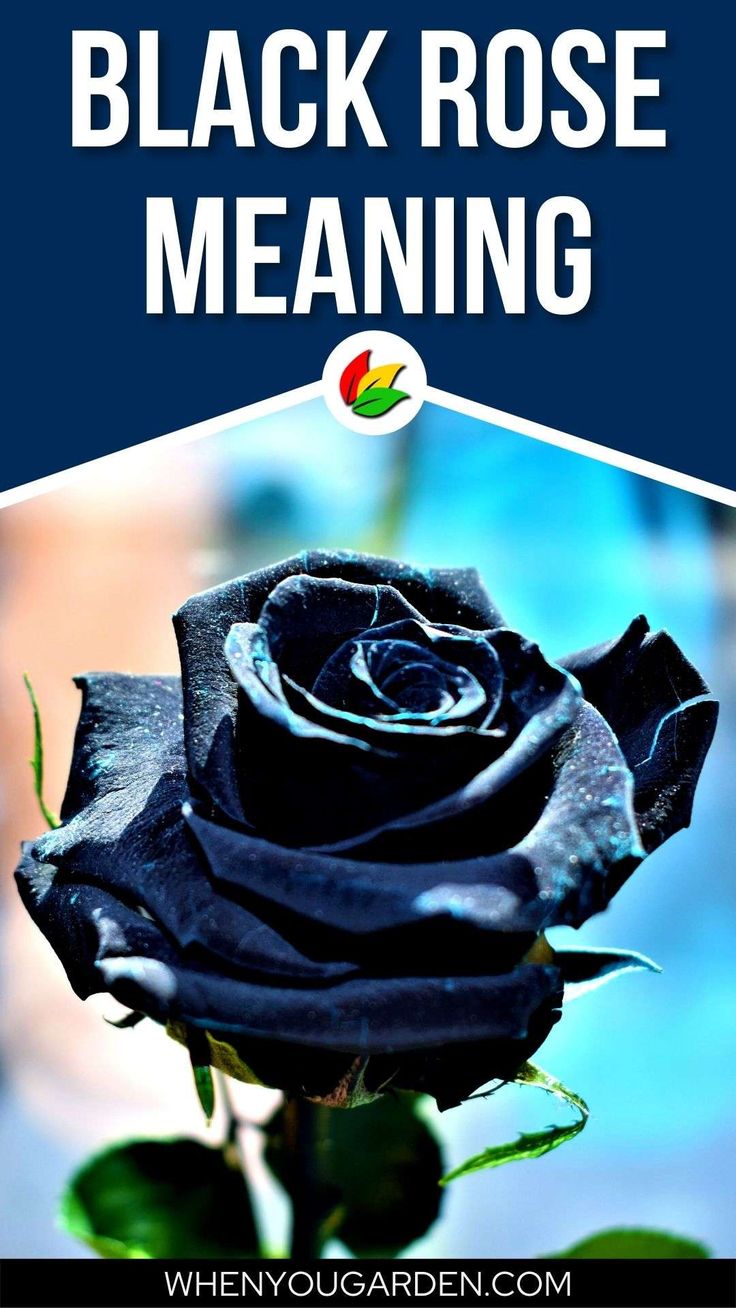 Unveiling the Meaning of the Black Rose Black Rose Symbolism, Black Rose Meaning, Blue Rose Meaning, Yellow Rose Meaning, Lotus Flower Meaning, Rose Meaning, Watermelon Benefits, Black Rose Flower, Flower Types