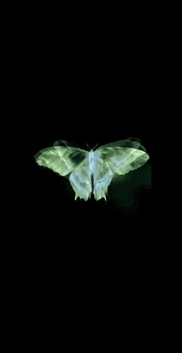 a large white butterfly flying in the dark