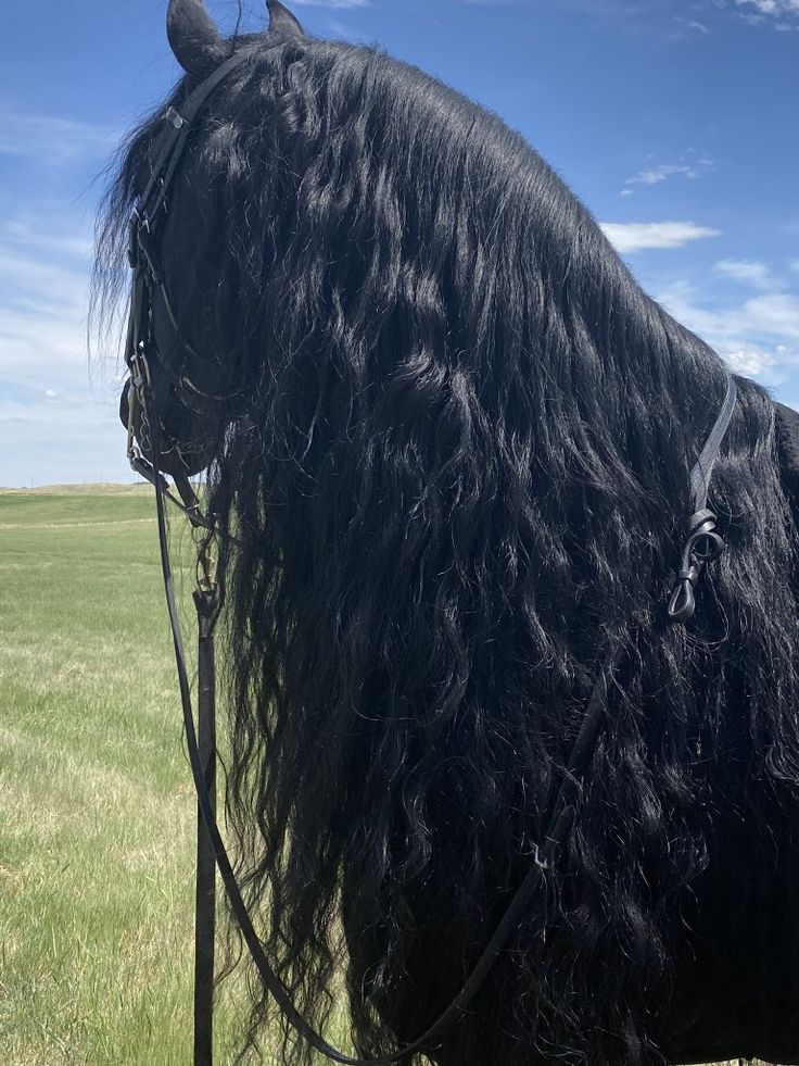 a large black horse with long hair standing in the middle of a grassy field on a sunny day