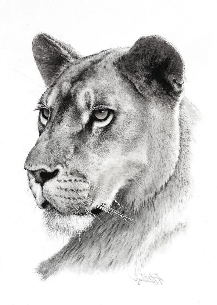 a black and white drawing of a lion's head with eyes open, looking to the side