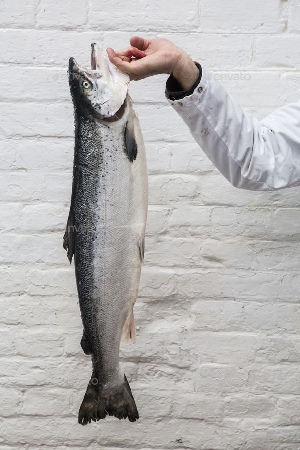 a fish being held by a person in front of a white brick wall and holding it up to the camera