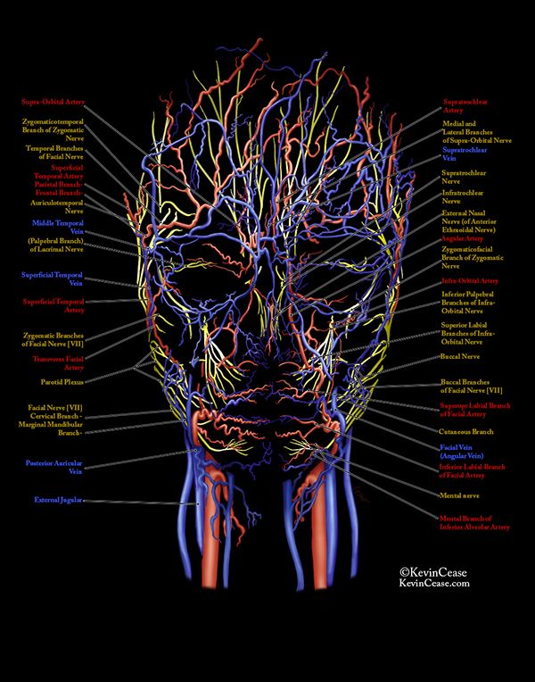 an image of the human head and neck with all its major branches labeled in red