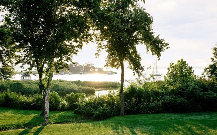 the sun shines through the trees and grass in front of a body of water