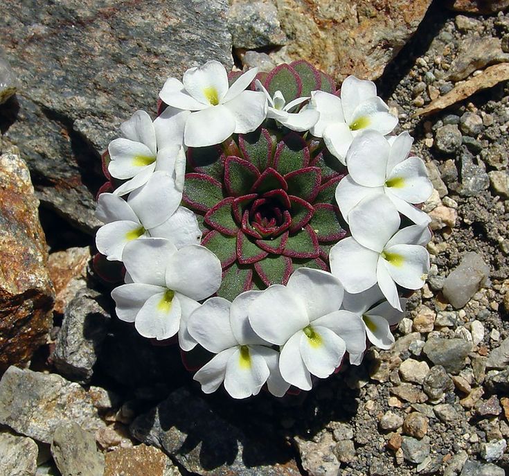 some white flowers are growing out of the rocks