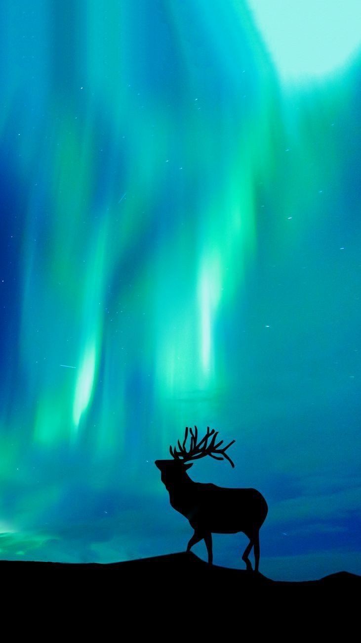 the silhouette of a deer in front of an aurora bore