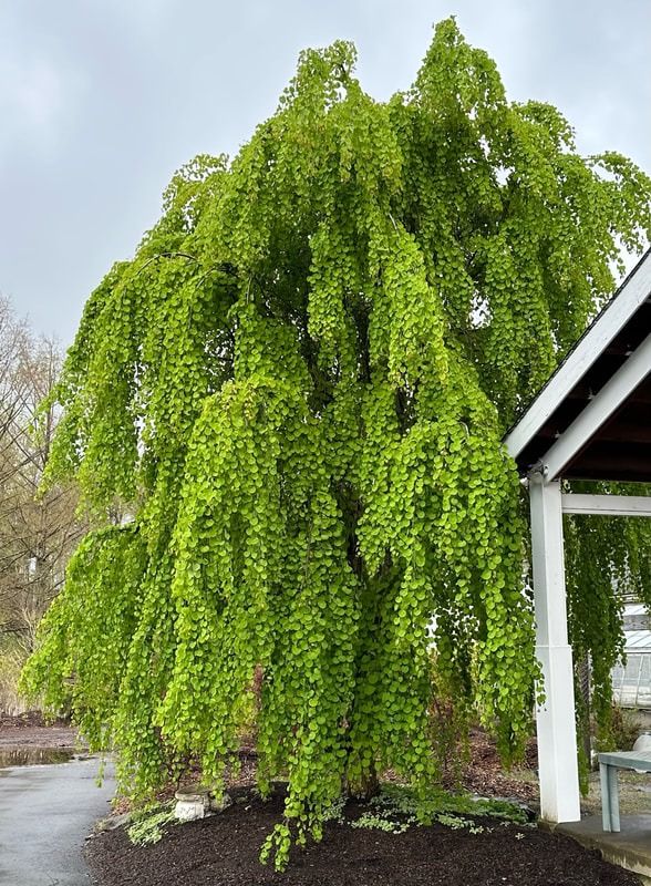 a large green tree sitting in the middle of a park next to a bench and covered area