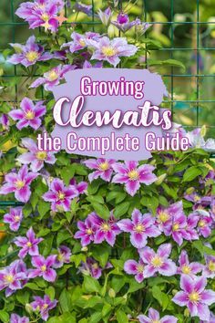 growing clematis the complete guide