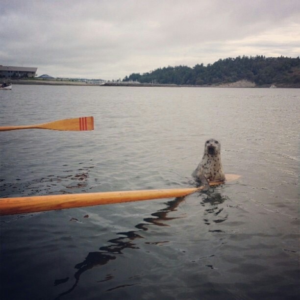 a dog is in the water on a boat with two oars attached to it