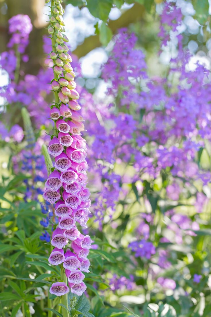 purple flowers are blooming in the garden