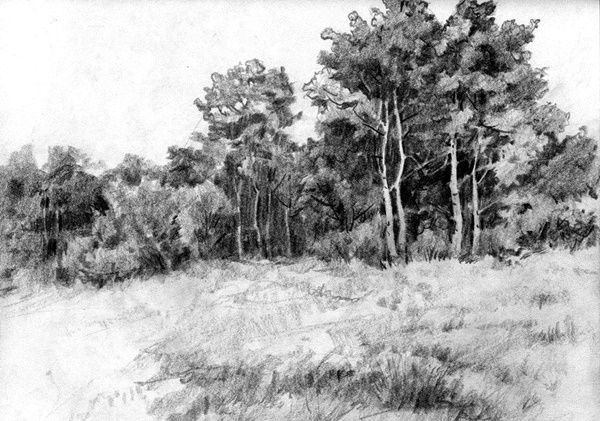 a pencil drawing of trees and grass in a field with no one on it,