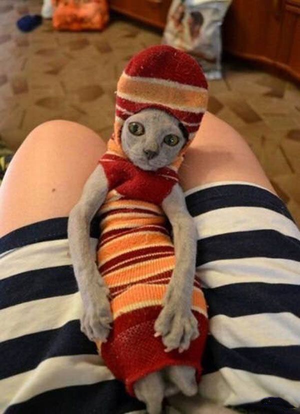 a cat wearing a sweater and hat sitting on someone's lap