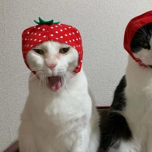 two cats sitting next to each other wearing hats