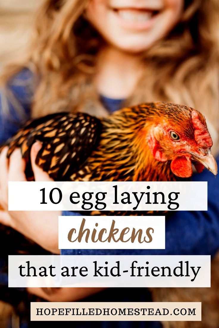 Friendly Chicken Breeds, Chicken Coop Names, Chicken Breeds With Pictures, Chicken Housing, Raising Chickens For Beginners, Chickens Backyard Breeds, Chicken Breeds For Eggs, Best Chicken Breeds, Chickens For Beginners